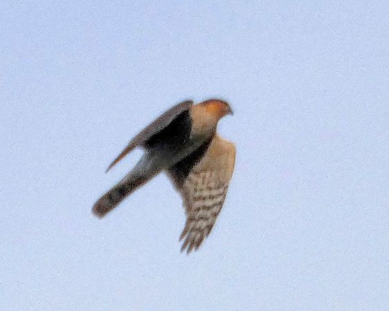 Sparviere  - Massimo Angei