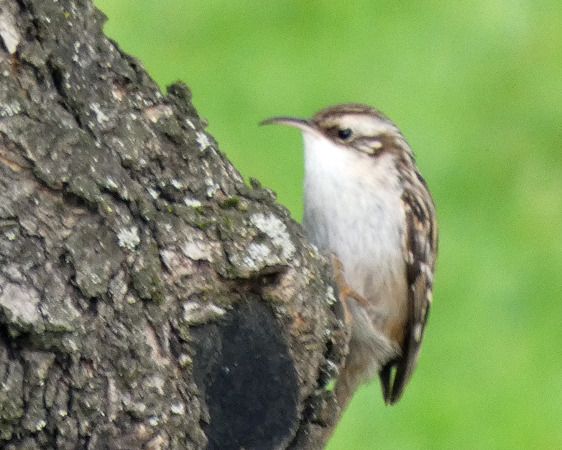 Rampichino comune  - Massimo Angei