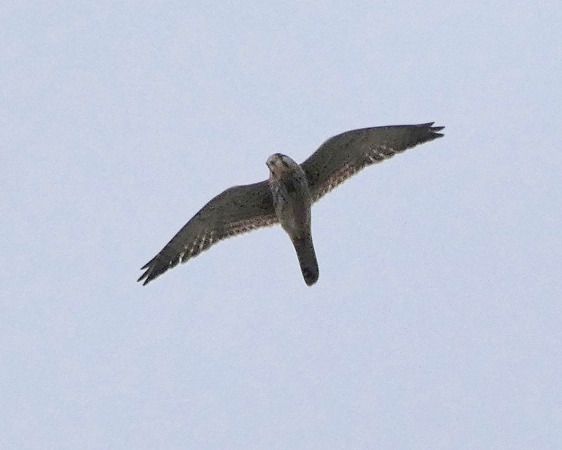 Gheppio  - Massimo Angei