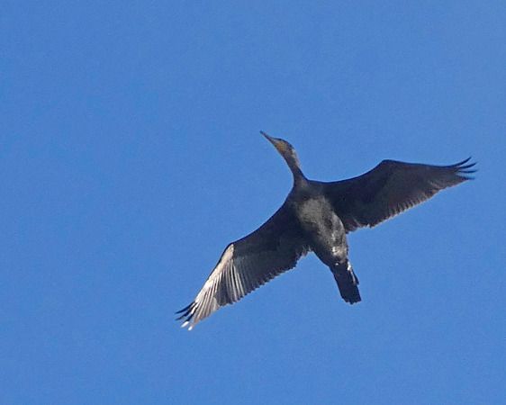 Cormorano  - Massimo Angei