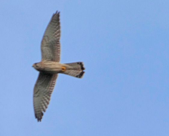 Gheppio  - Massimo Angei