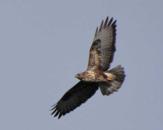 Poiana  - Massimo Angei