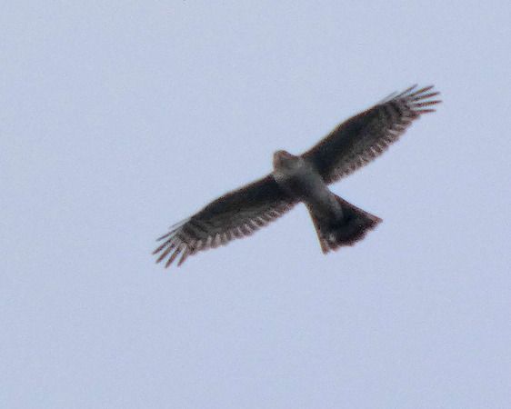 Sparviere  - Massimo Angei