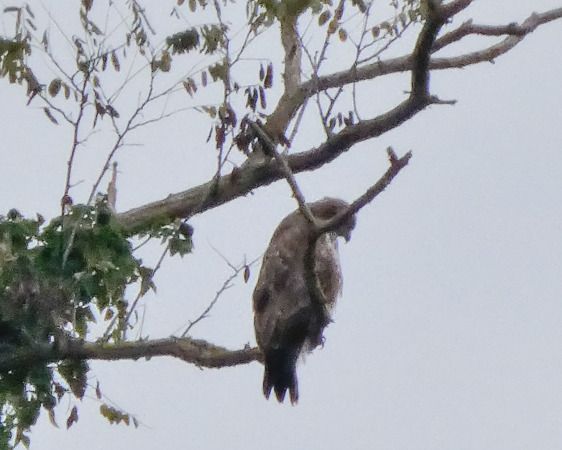 Poiana  - Massimo Angei