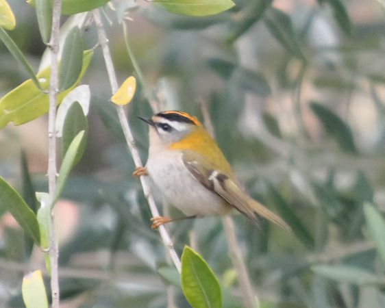 Fiorrancino  - Massimo Angei