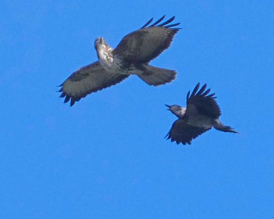 Poiana  - Massimo Angei