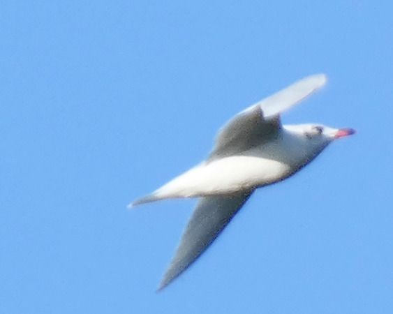 Gabbiano corallino  - Massimo Angei