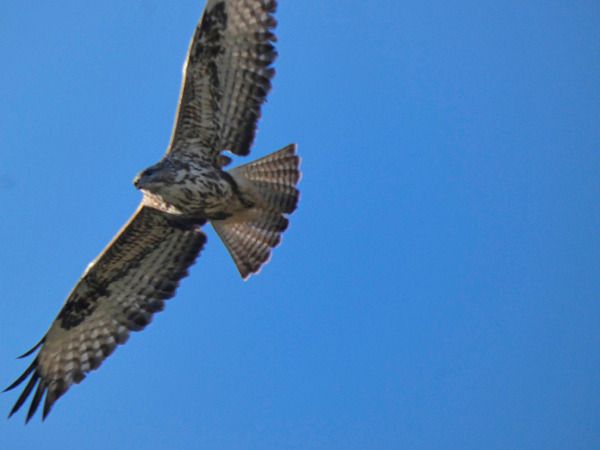 Poiana  - Massimo Angei