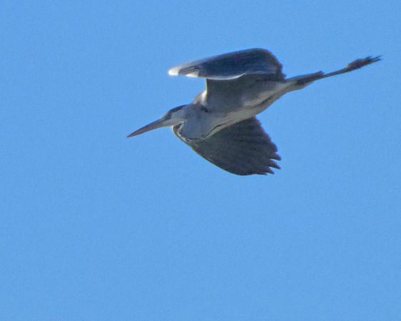 Airone cenerino  - Massimo Angei