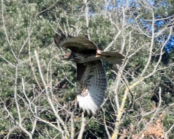 Poiana  - Massimo Angei