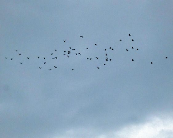 Colombaccio  - Massimo Angei