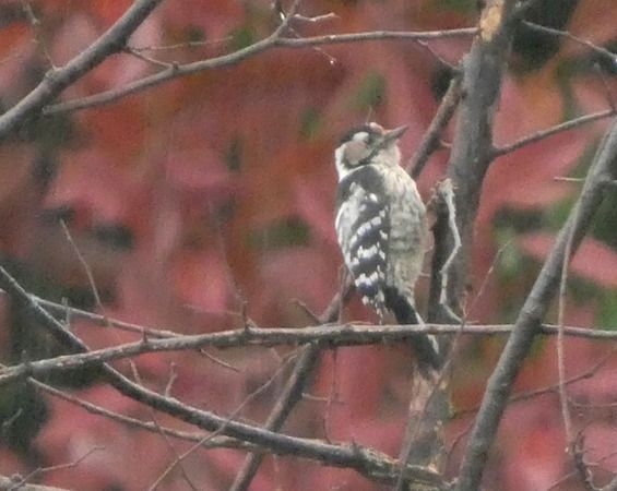 Picchio rosso minore  - Massimo Angei