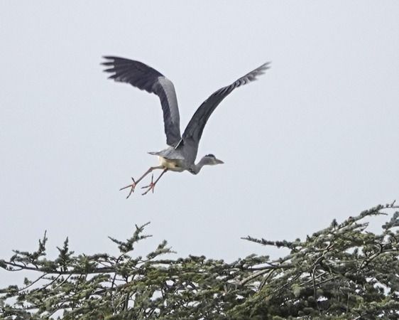Airone cenerino  - Massimo Angei