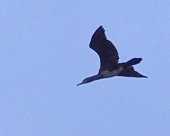 Cormorano  - Massimo Angei