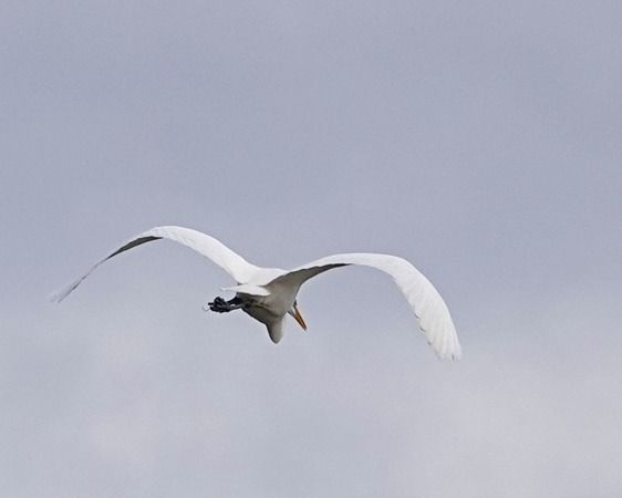 Airone bianco  - Massimo Angei