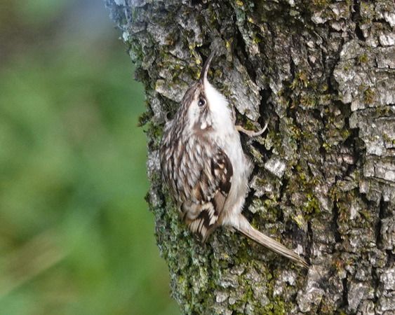 Grimpereau des jardins  - Massimo Angei