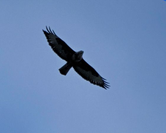 Poiana  - Massimo Angei