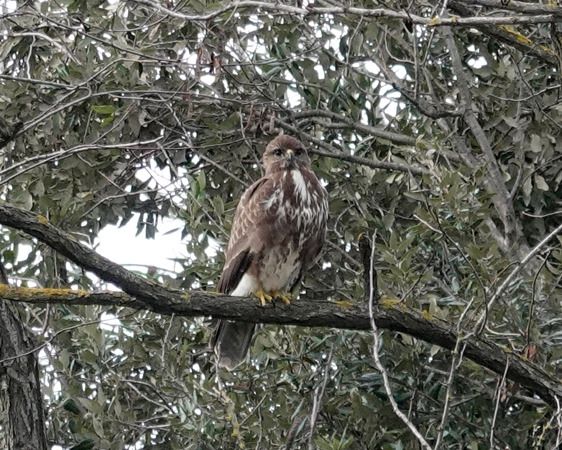 Poiana  - Massimo Angei