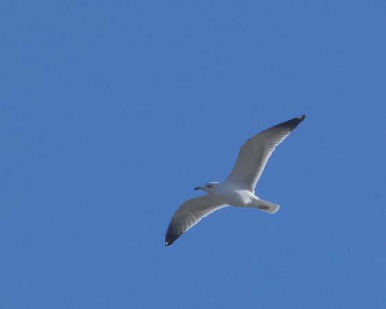 Gavina  - Massimo Angei