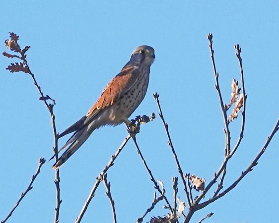 Gheppio  - Massimo Angei