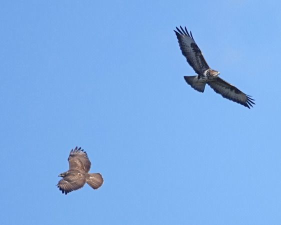 Poiana  - Massimo Angei