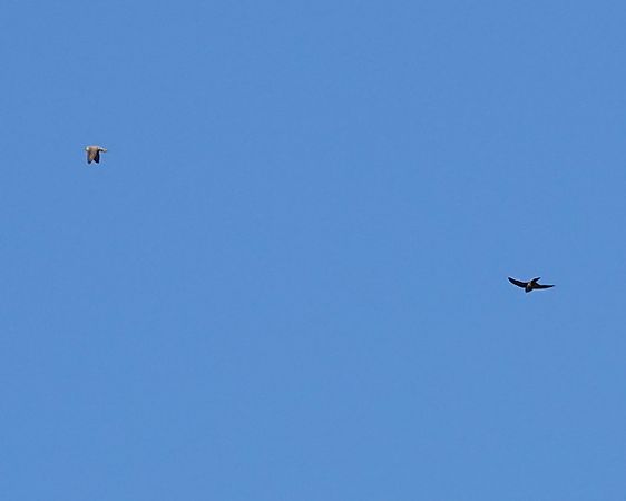 Rondine montana  - Massimo Angei