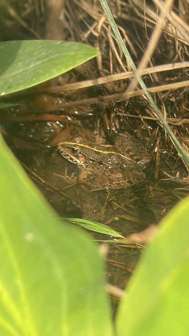 Rana dei Balcani / ridibonda  - Lorenzo Catalano