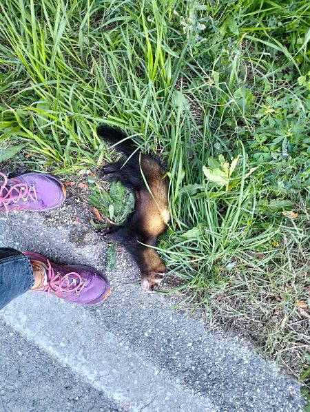 Puzzola  - Sara Berti