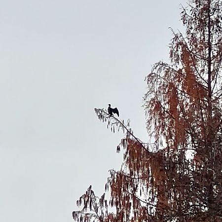 Cormorano  - Chiara Asllani