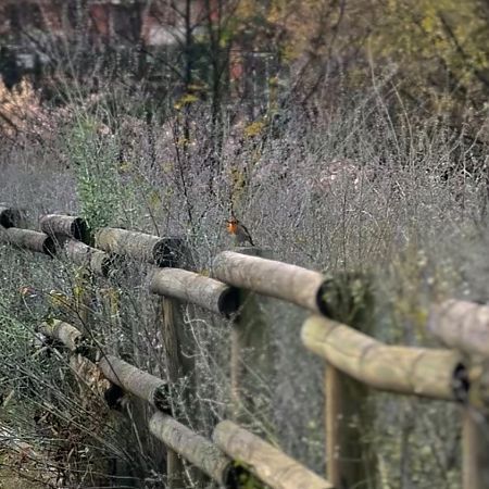 Pettirosso  - Chiara Asllani