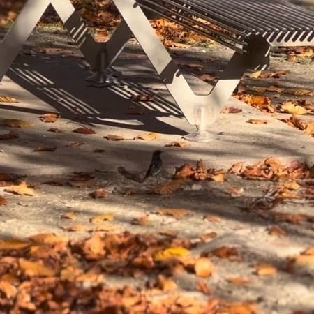 Codirosso spazzacamino  - Chiara Asllani