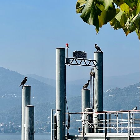 Cormorano  - Chiara Asllani