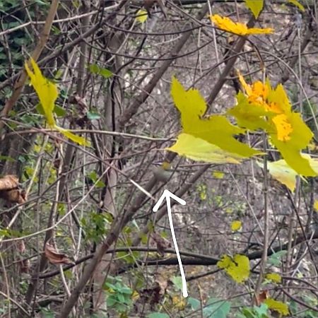 Fiorrancino  - Chiara Asllani