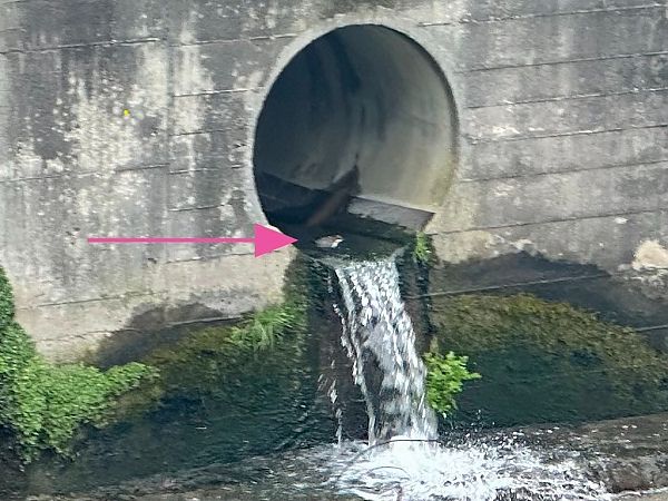 Cincle plongeur  - Chiara Asllani