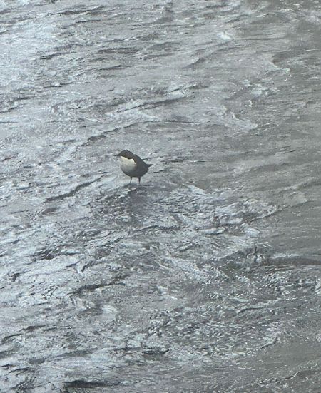 Merlo acquaiolo  - Chiara Asllani