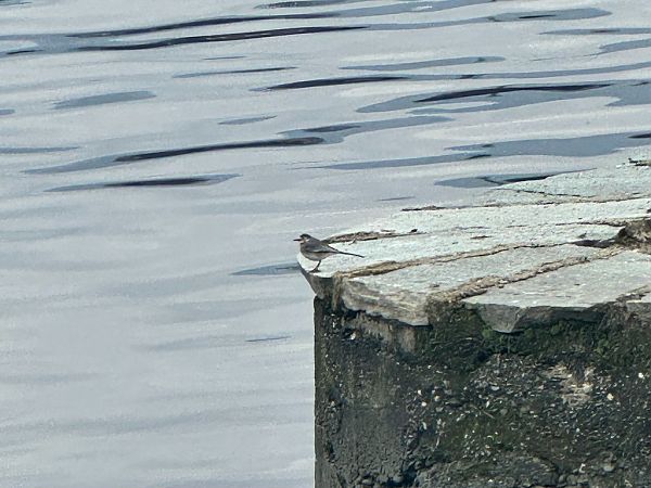 Ballerina bianca  - Chiara Asllani