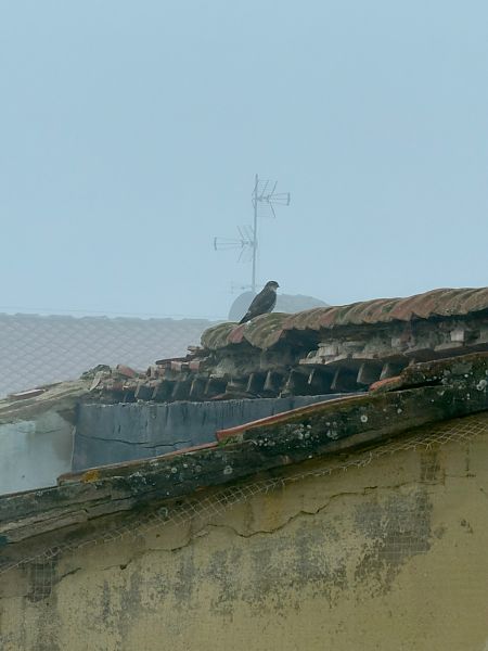 Sparviere  - Emilio de Simone