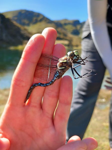 Aeshna juncea  - Nadège Haudemand