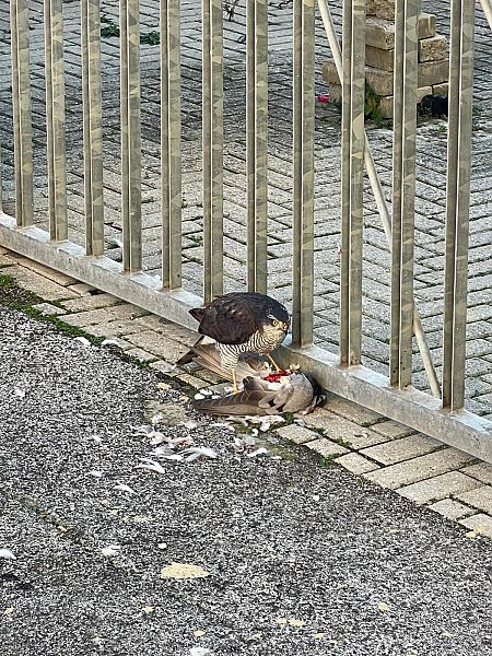 Sperber  - Alessio Franceschi