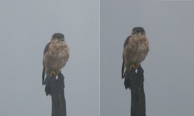 Faucon émerillon  - Giovanni Fontana