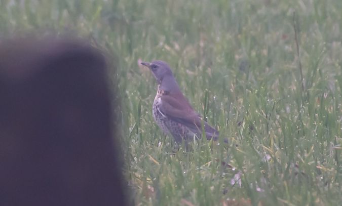 Cesena  - Giovanni Fontana