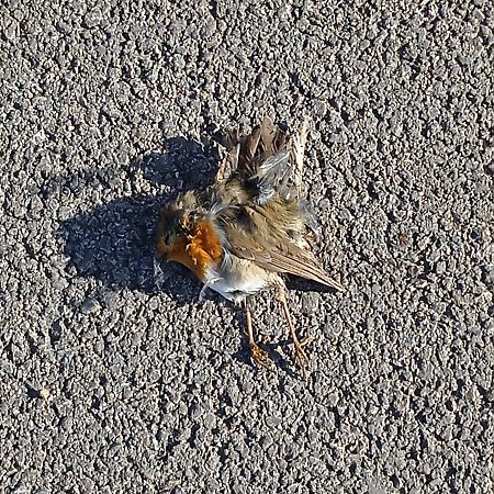 Pettirosso  - Leonardo Favilli