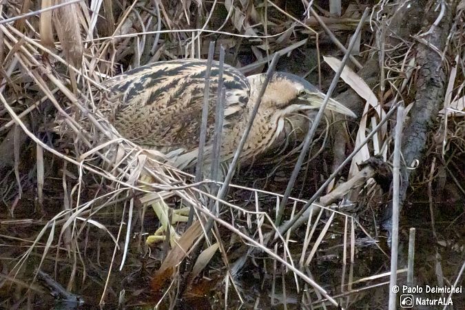 Tarabuso  - Paolo Deimichei