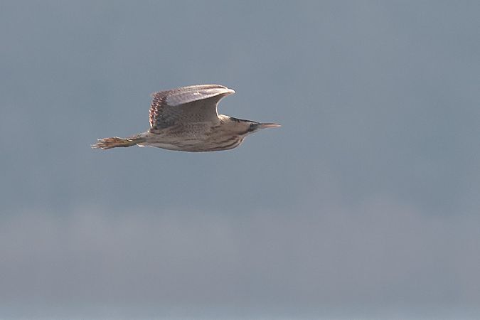 Tarabuso  - Carlo Pedretti