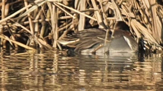 Alzavola americana  - Germano Balestrieri
