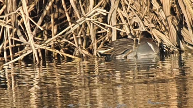 Alzavola americana  - Germano Balestrieri