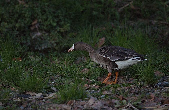 Oca lombardella  - Gianmarco Accinelli