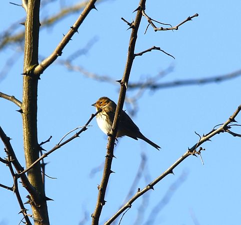 Zigolo minore  - Luca Bergamaschi