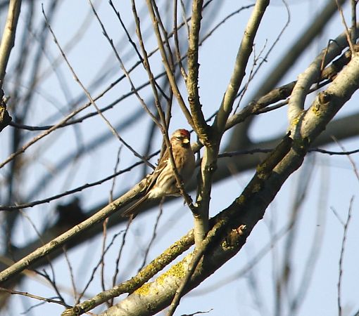 Organetto  - Luca Bergamaschi