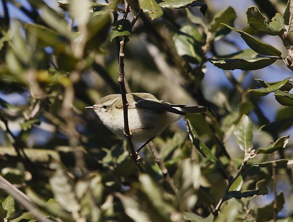 Luì di Hume  - Luca Bergamaschi